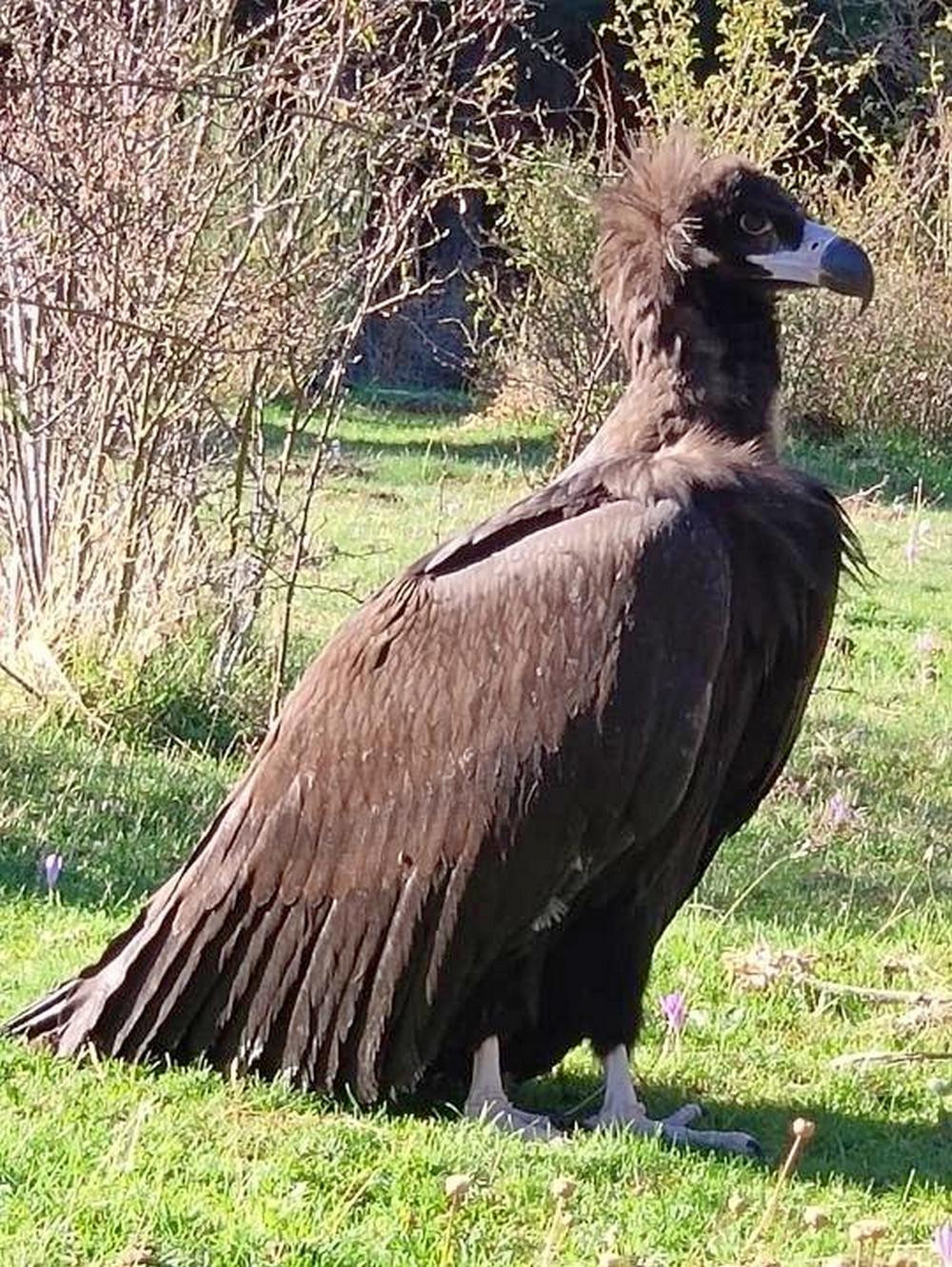 Un pollo de buitre negro en Aldealengua de Pedraza