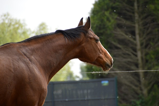 caballo ecuestre