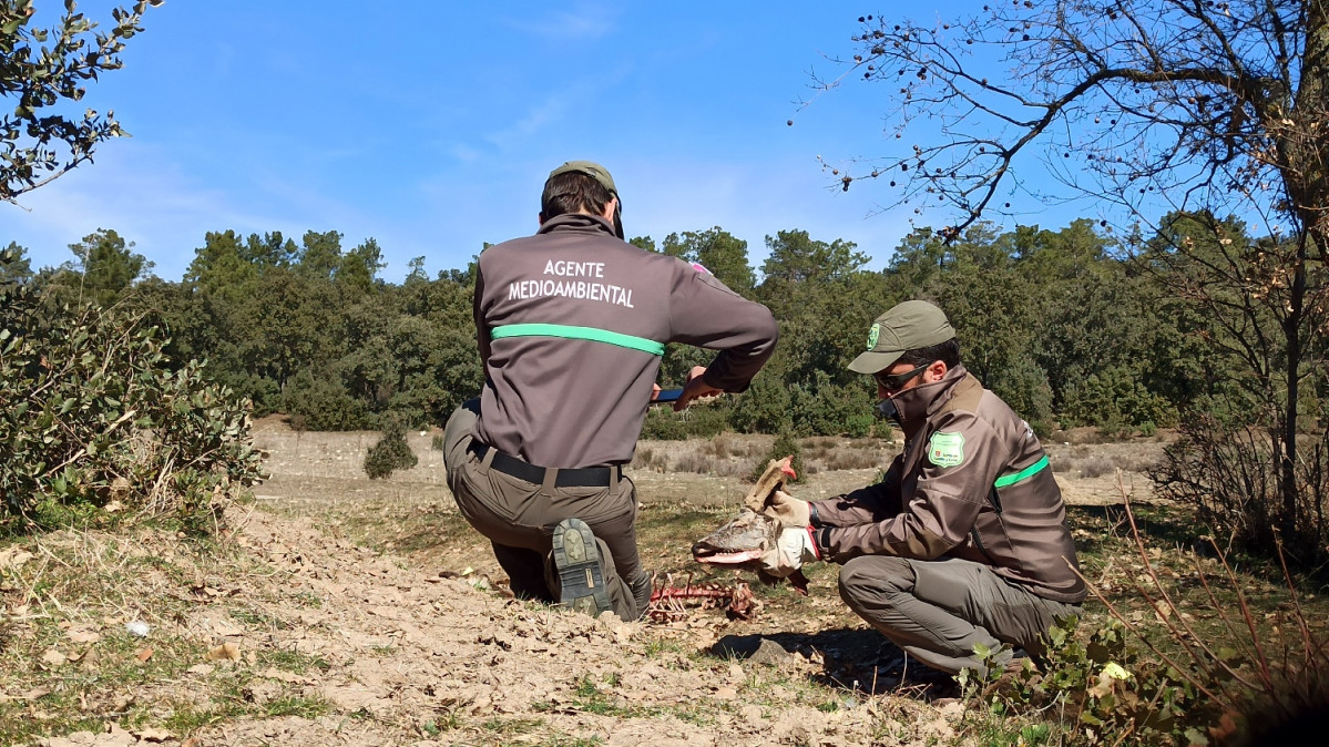 GESTOR Los agentes medioambientales localizaron los restos de seis corzos abatidos ilegalmente