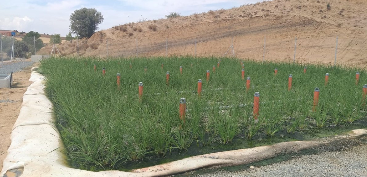 Humedal artificial como la tipologu00eda que se proyecta en La Higuera y Zarzuela del Pinar