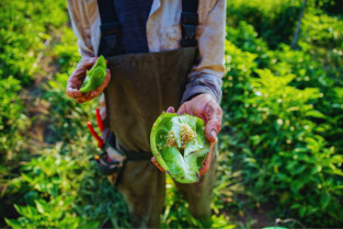 Agricultura sostenible   IP